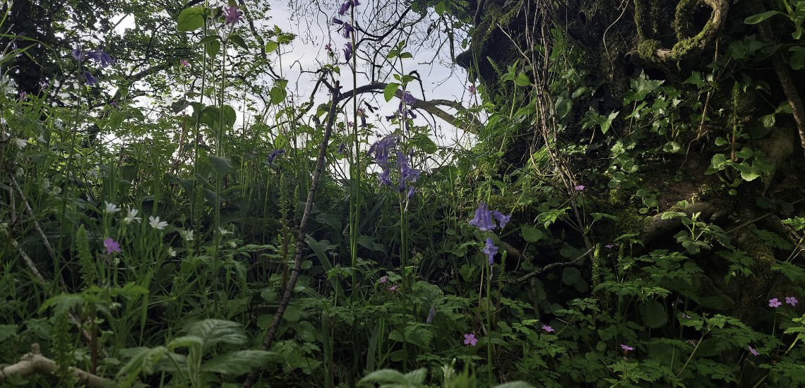 Our Wild Edges